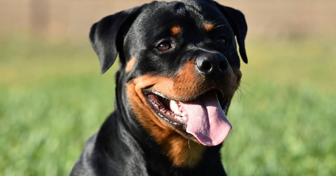 ¿Es Un Rottweiler Un Buen Perro Primerizo?