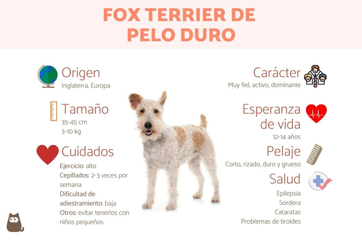 Fox Terrier de Pelo Duro: Raza, Características y Comportamiento