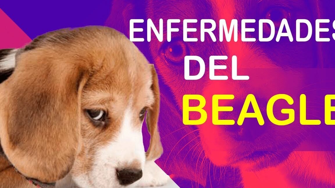 Guía completa sobre las enfermedades más comunes en los perros Beagle