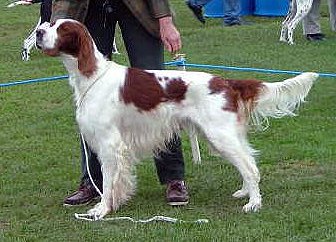 Irish Red and White Setter: Características y Comportamiento