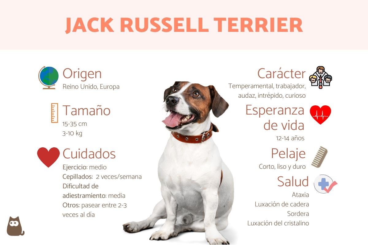 Jack Russell Terrier: Características y Comportamiento