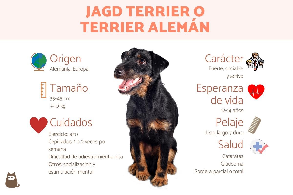 Jagd Terrier o Terrier Alemán: Raza, Características y Comportamiento