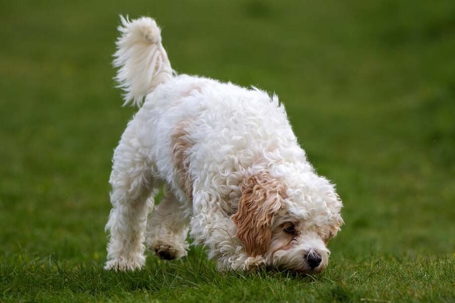 La alimentación del Cavachón: ¿Cuántas veces al día debe comer este adorable compañero?