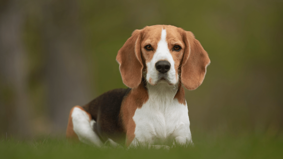 La fidelidad del beagle: ¿Se apegan realmente a una sola persona?