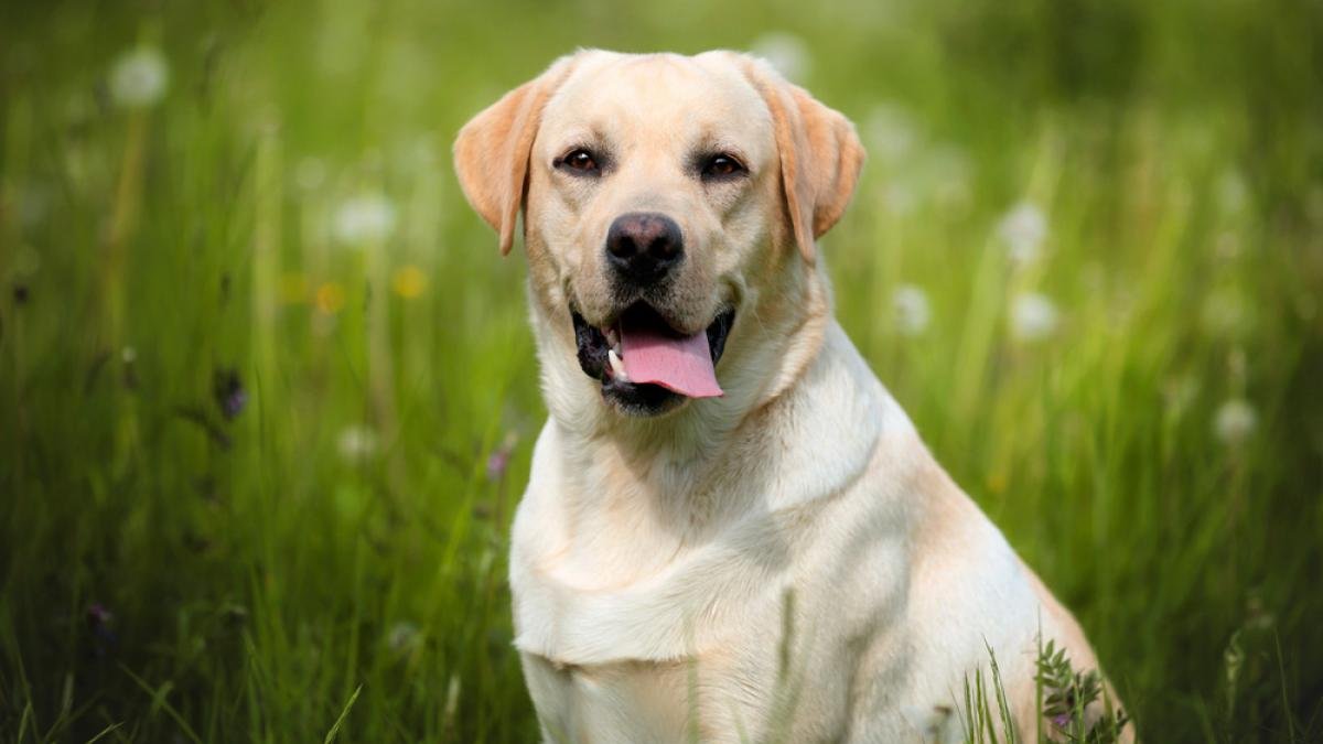 Labrador Retriever: Raza, Características y Comportamiento