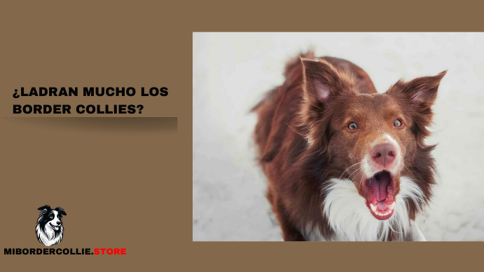 ¿Ladran Mucho Los Border Collies?