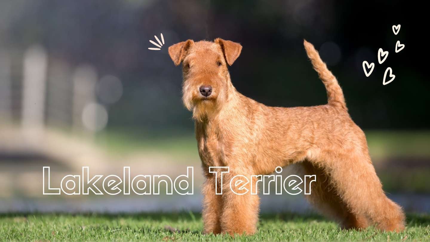 Lakeland Terrier: Raza, Características y Comportamiento