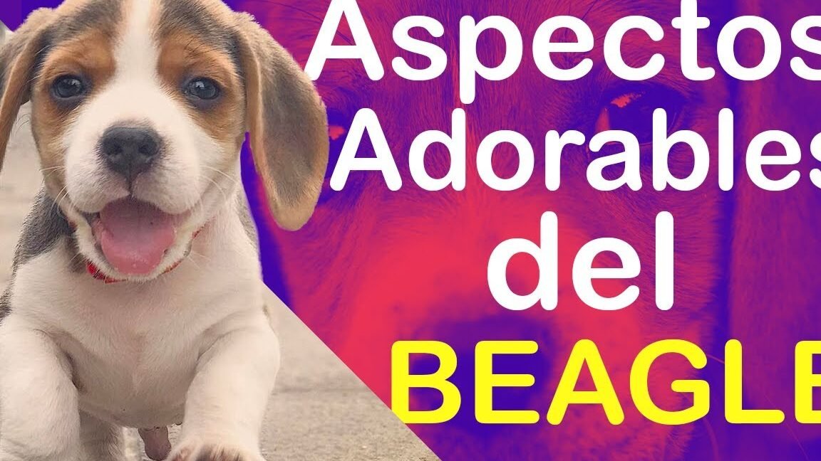 Los beagles: Descubre qué es lo que más aman estas adorables mascotas