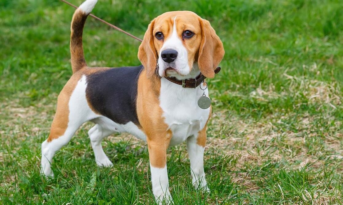 ¿Los Beagles Son Sociables o Prefieren Estar Solos? Descúbrelo aquí