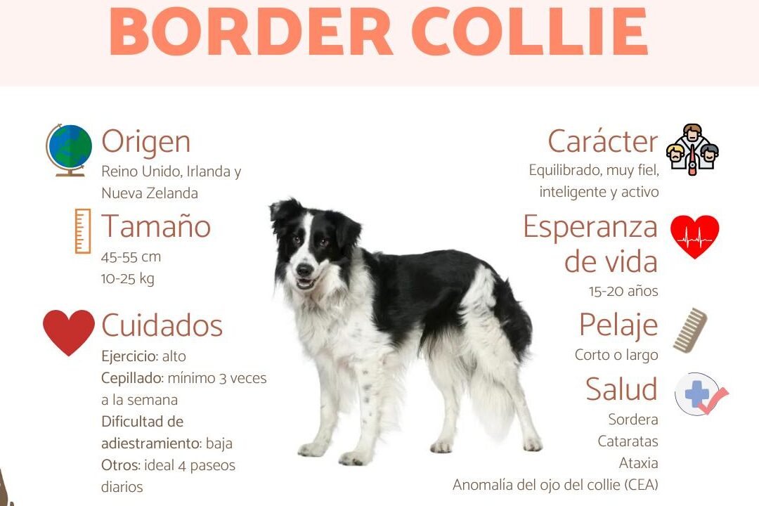 ¿Los Border Collies Se Aburren Fácilmente?