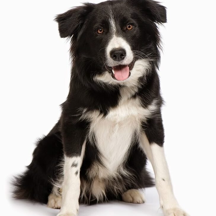 ¿Los Border Collies Son Agresivos Con Otros Perros?