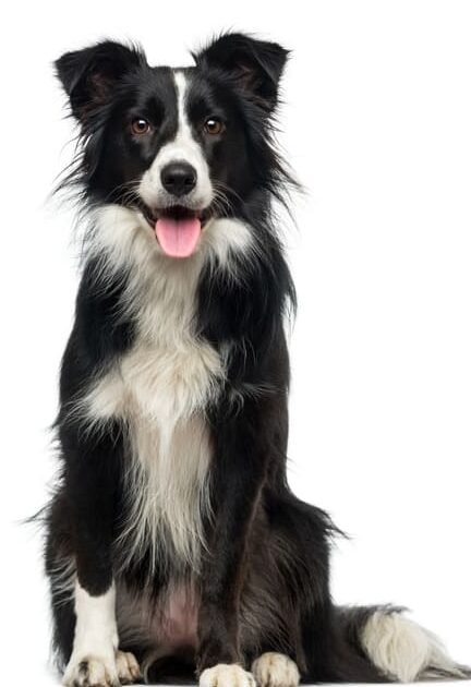 ¿Los Border Collies Son Leales A Una Sola Persona?