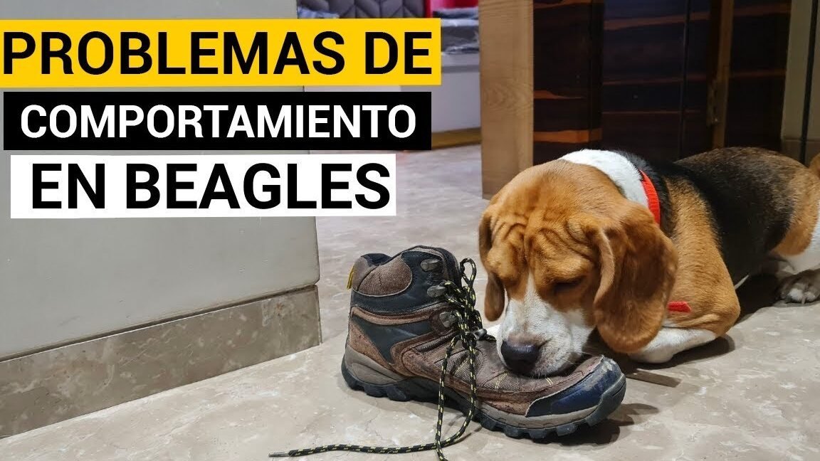 Los Malos Hábitos más Comunes de los Beagles: ¡Descúbrelos y cómo corregirlos!