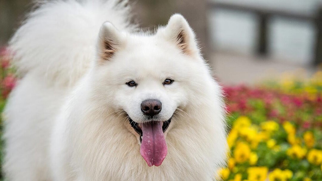 ¿Los Samoyedos Tienen Una Persona Favorita?