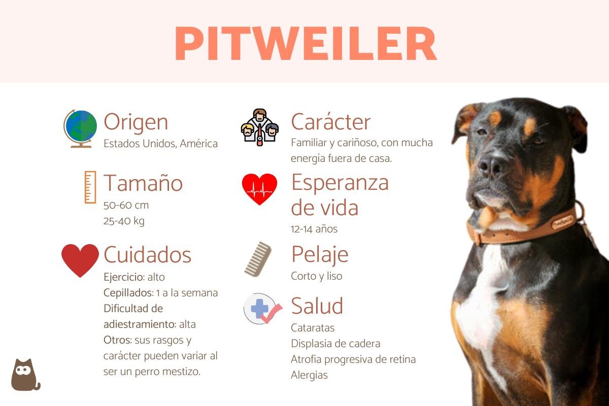 Pitweiler: raza, características y comportamiento