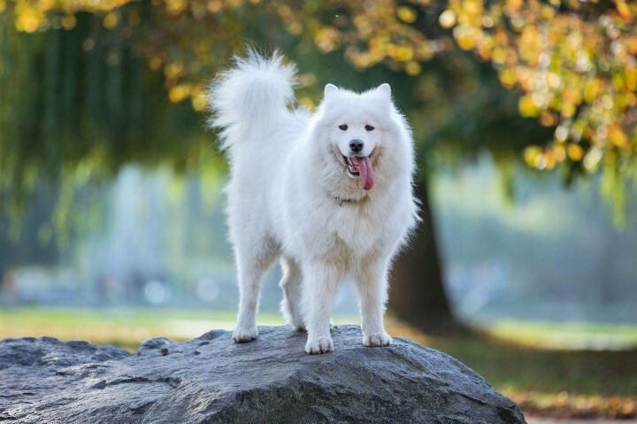 ¿Por Qué Los Samoyedos Rizan La Cola?