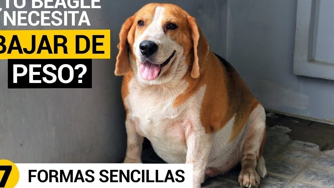 ¿Por Qué Mi Beagle No Adelgaza?