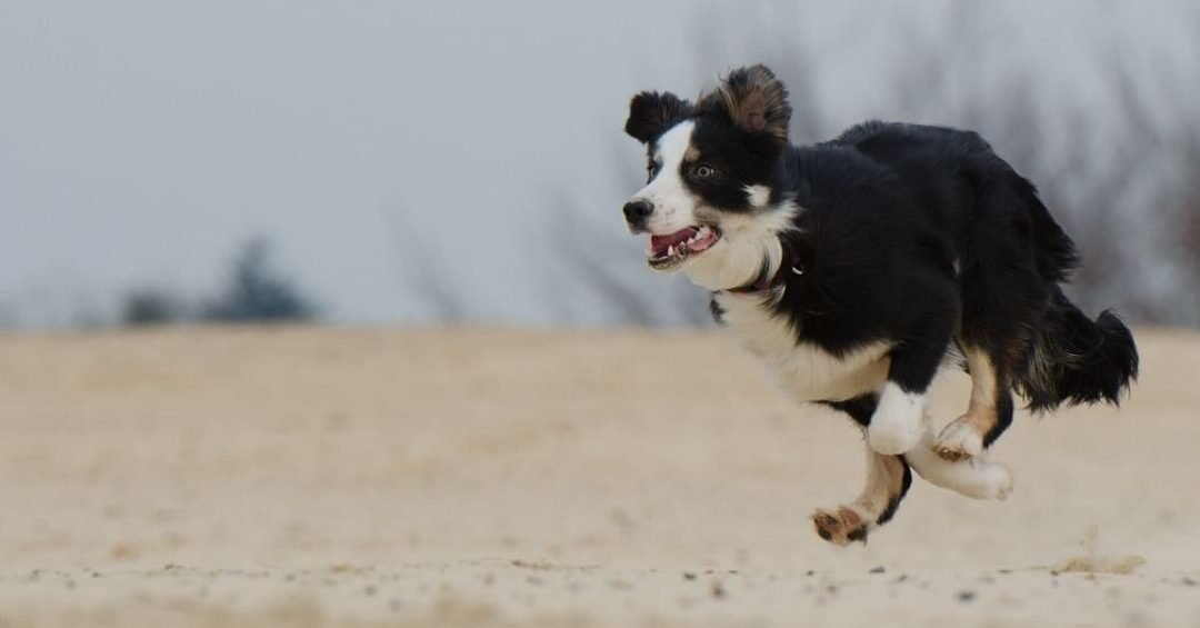 ¿Por Qué Mi Border Collie Ladra Cuando Salgo De Casa?