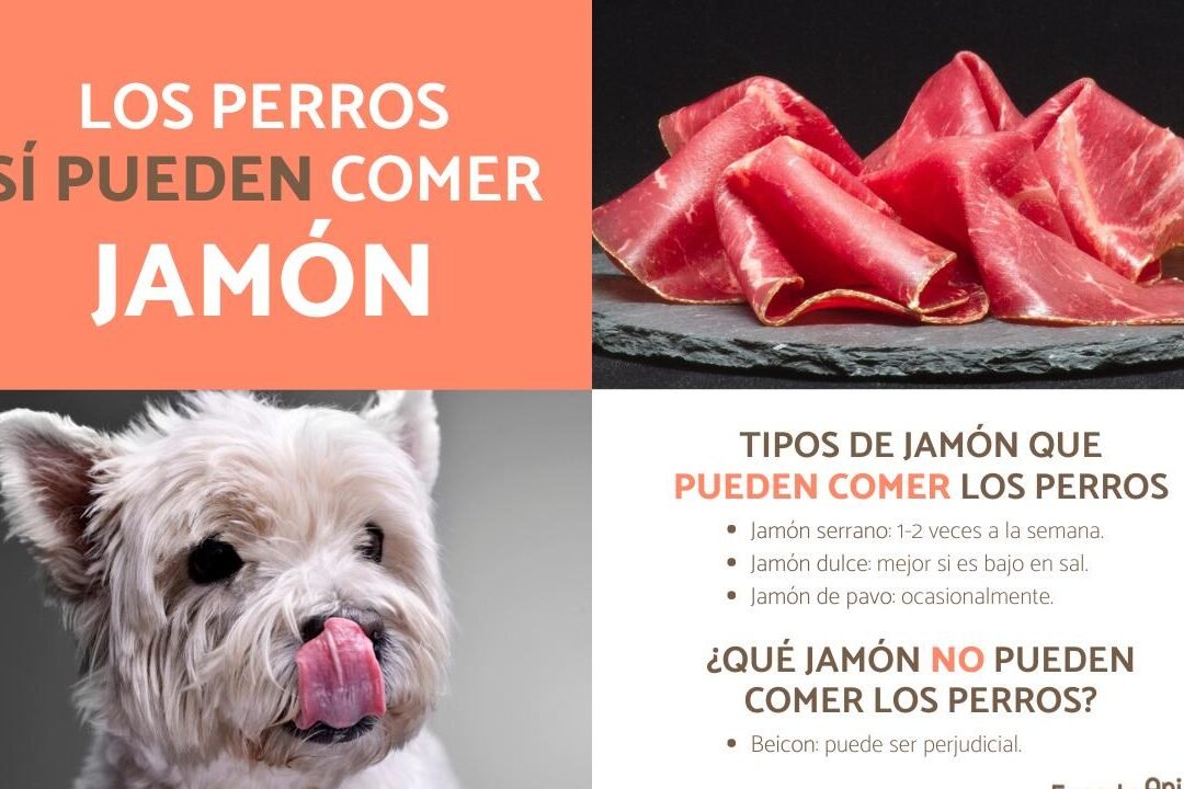 ¿Pueden Los Perros Comer Jamón?