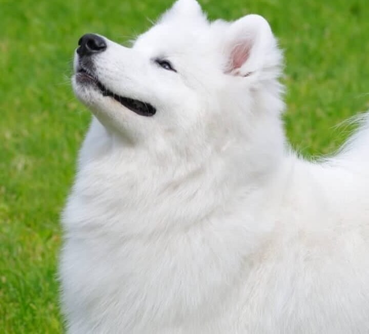 ¿Pueden Los Samoyedos Ser Perros De Terapia?