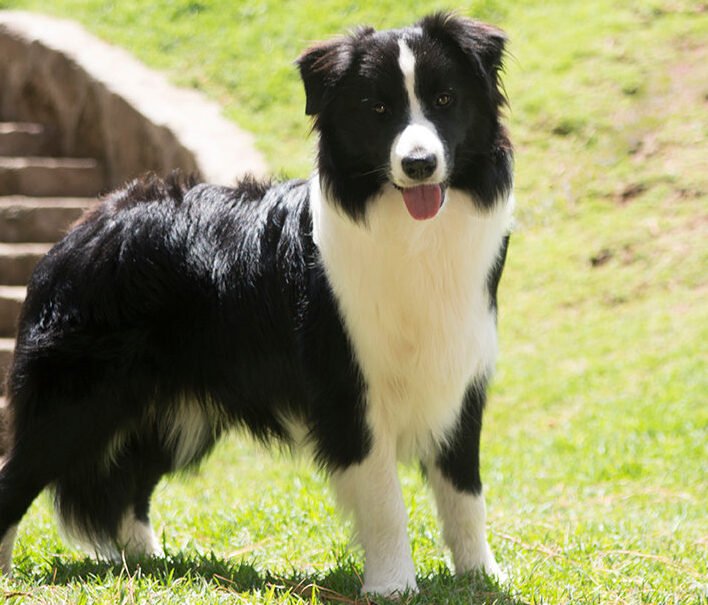 ¿Puedes Dejar A Un Border Collie Solo En Casa?