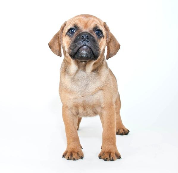 Puggle: Una encantadora raza de perro con características y comportamiento excepcionales