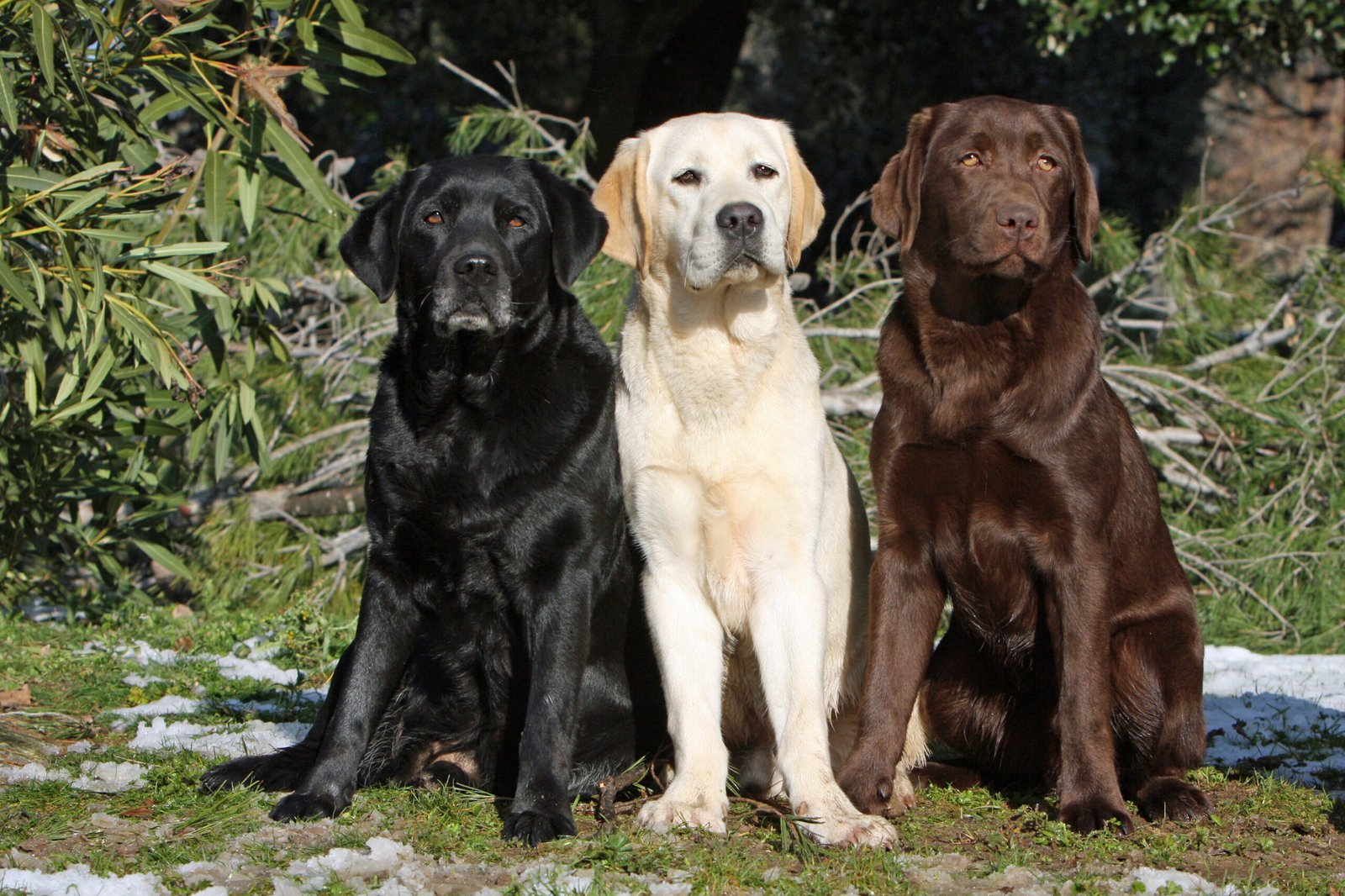 ¿Qué Color De Labrador Es Mejor Para El Hogar?