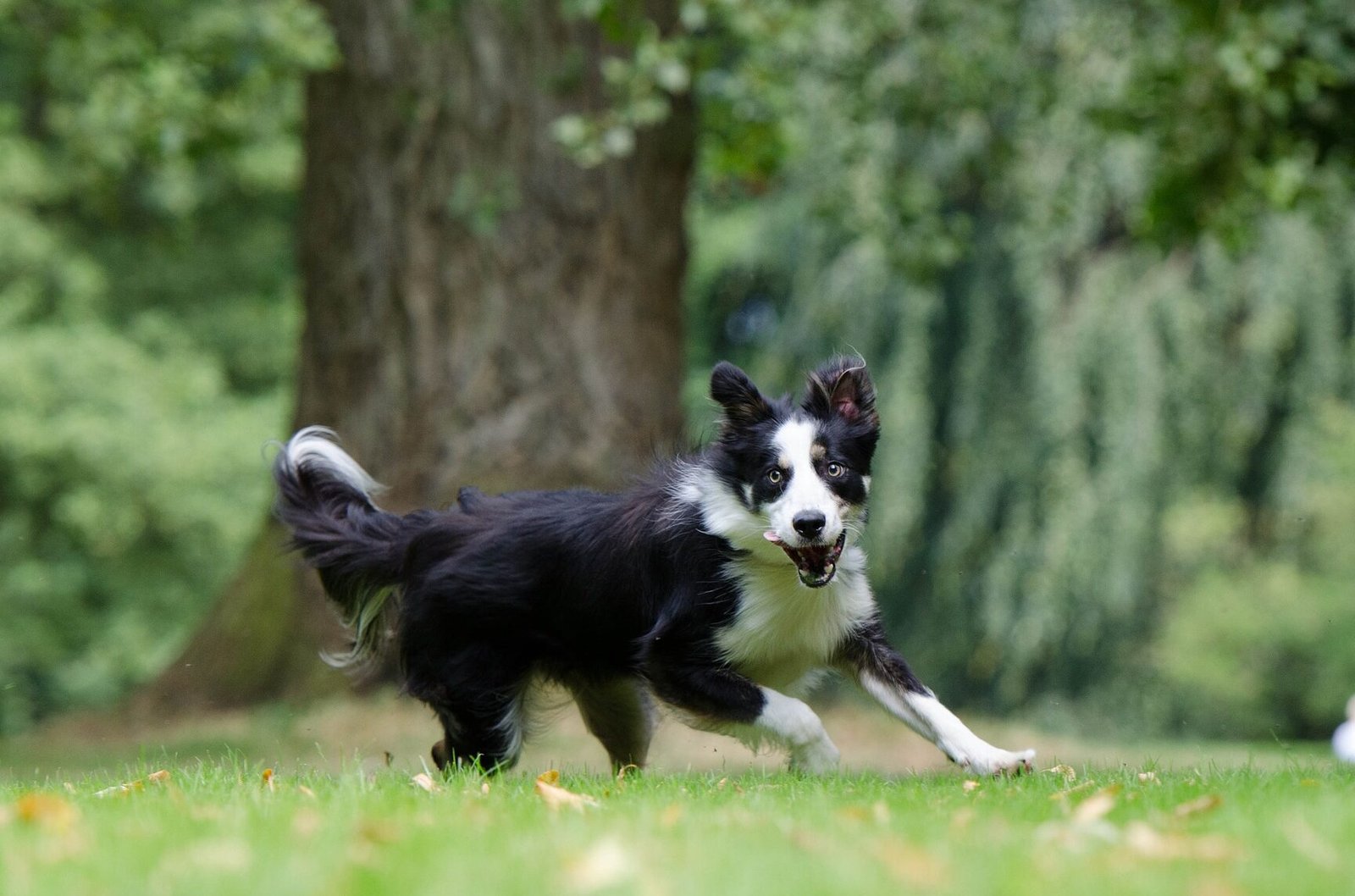 ¿Qué Distancia Debo Caminar Con Mi Border Collie?