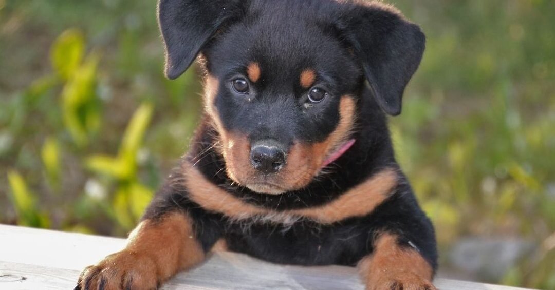 ¿Qué Edad Dura Un Rottweiler?