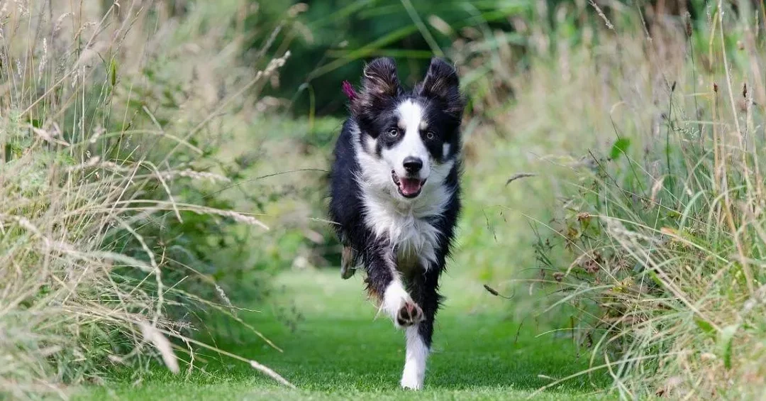 ¿Qué Es Capaz De Hacer Un Border Collie?