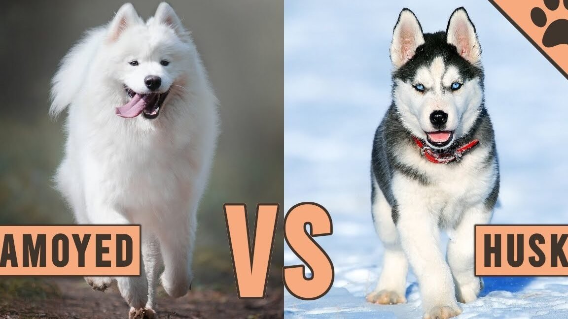 ¿Qué Es Mejor Un Husky O Un Samoyedo?