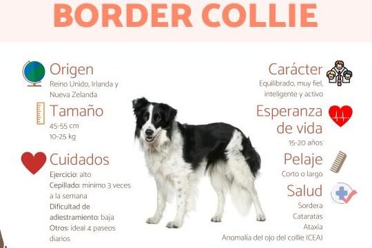 ¿Que Hay Que Saber De Los Border Collie?