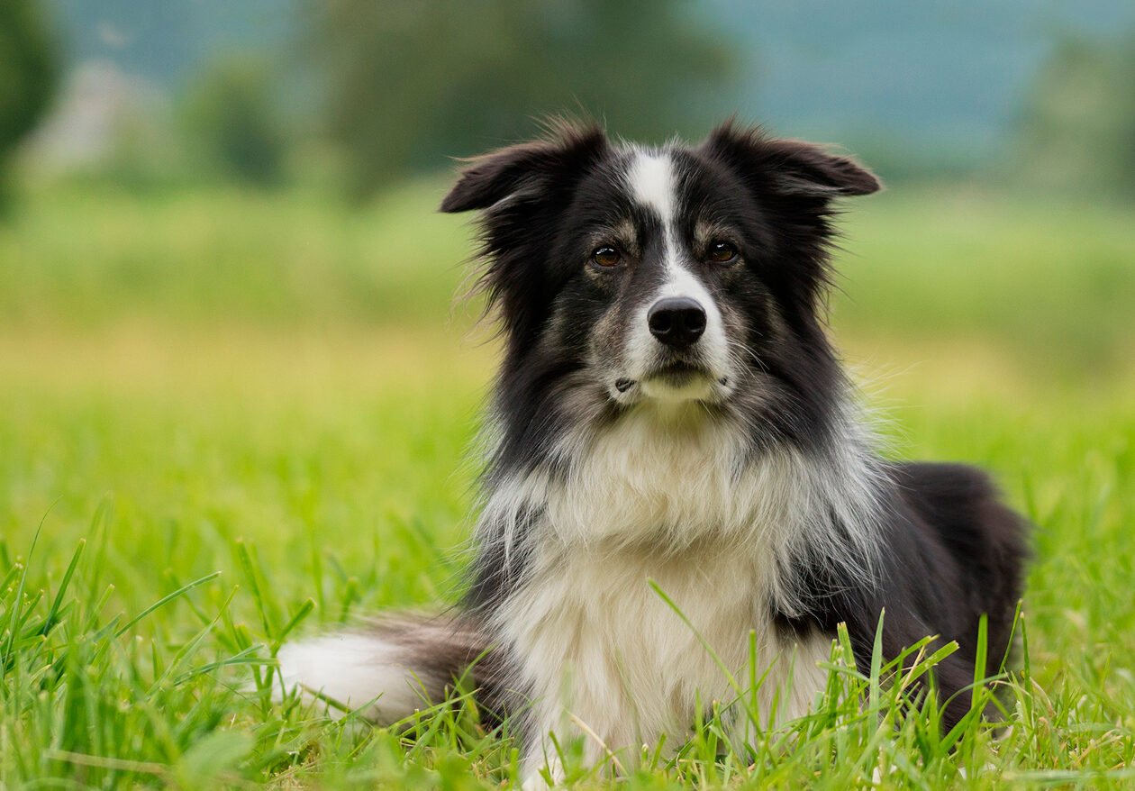 ¿Qué Inteligencia Tiene Un Border Collie?