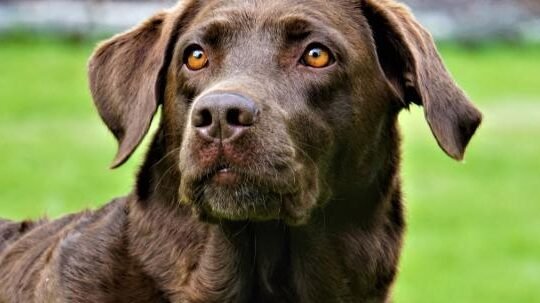 ¿Qué Inteligencia Tiene Un Perro Labrador?