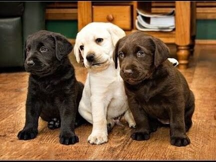 ¿Qué Labrador Es Mejor, Macho O Hembra?