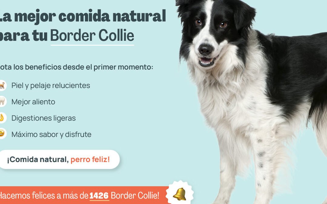 ¿Que No Se Le Puede Dar De Comer A Un Border Collie?