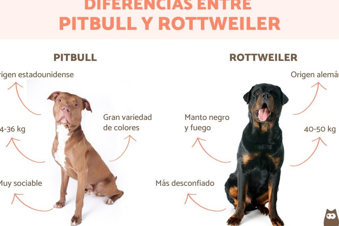 ¿Qué Perro Es Más Bravo El Rottweiler O El Pitbull?