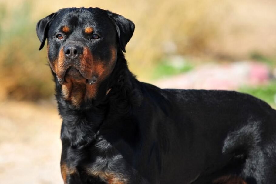 ¿Qué Perro Es Más Bravo Que El Rottweiler?