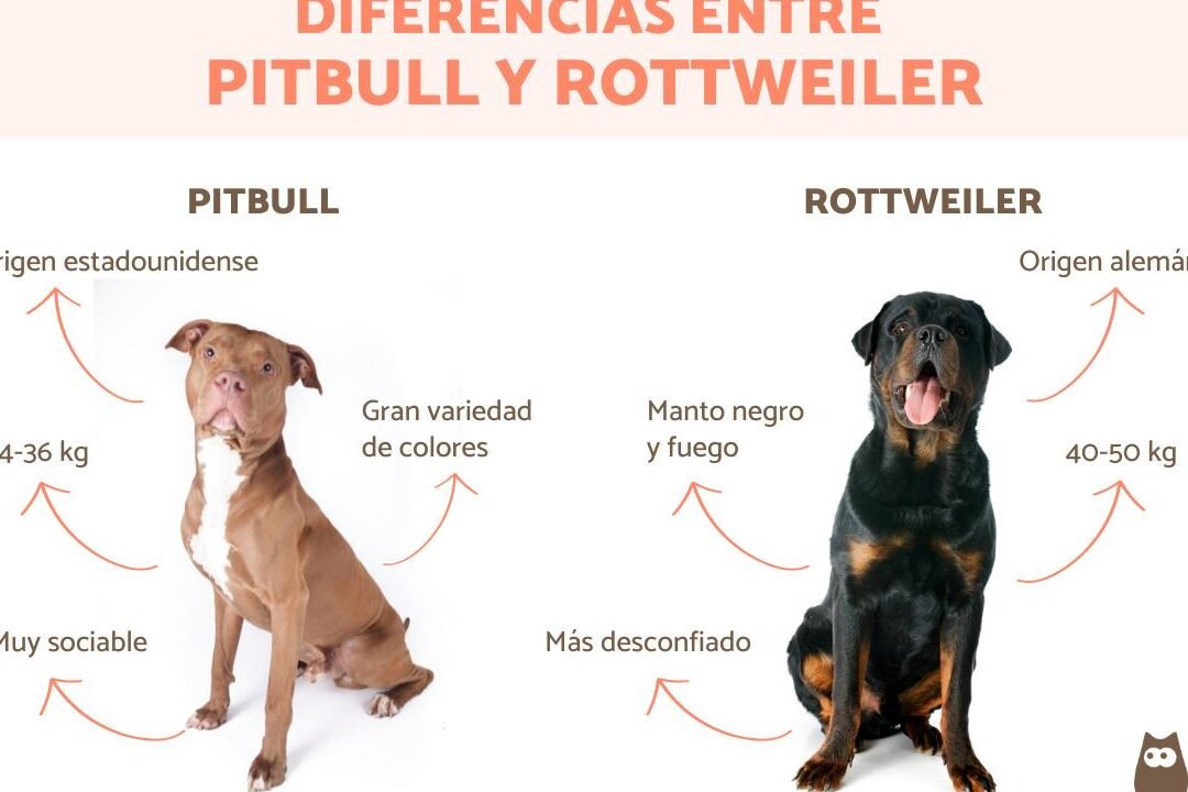 ¿Qué Perro Es Más Fuerte Que El Rottweiler?