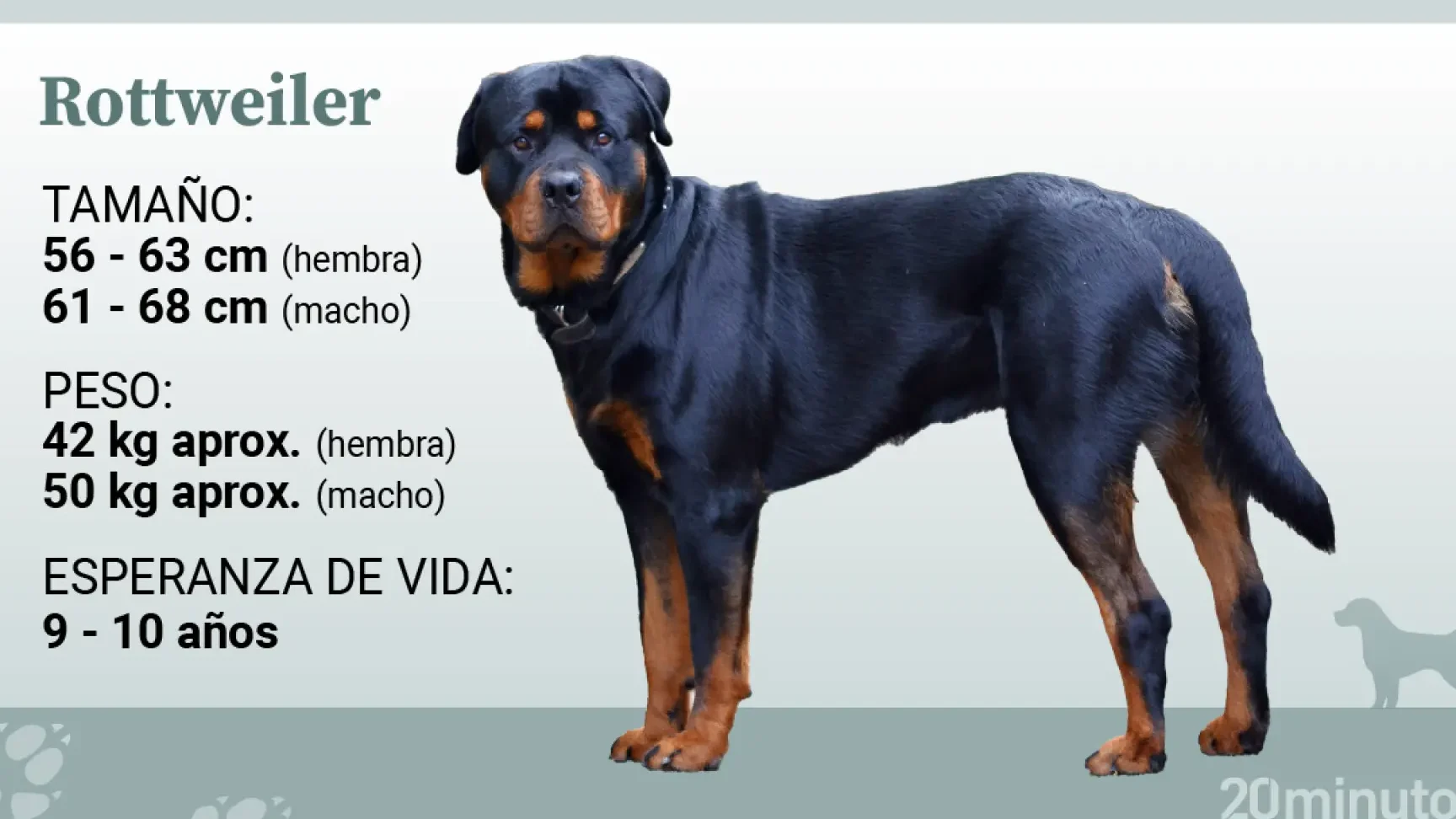 ¿Qué Saber Sobre Tener Un Rottweiler?