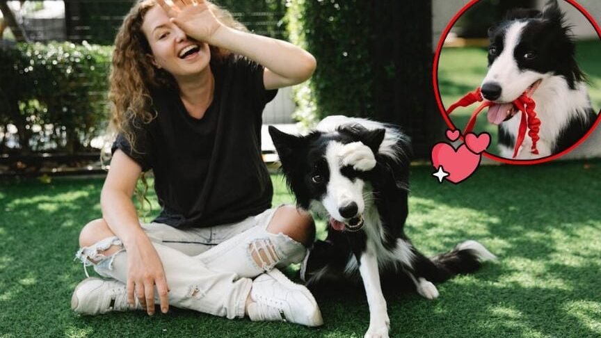 ¿Qué Tan Cariñoso Es El Border Collie?