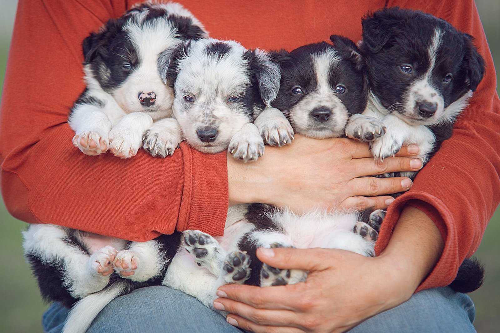 ¿Que Tener En Cuenta Al Comprar Un Border Collie?