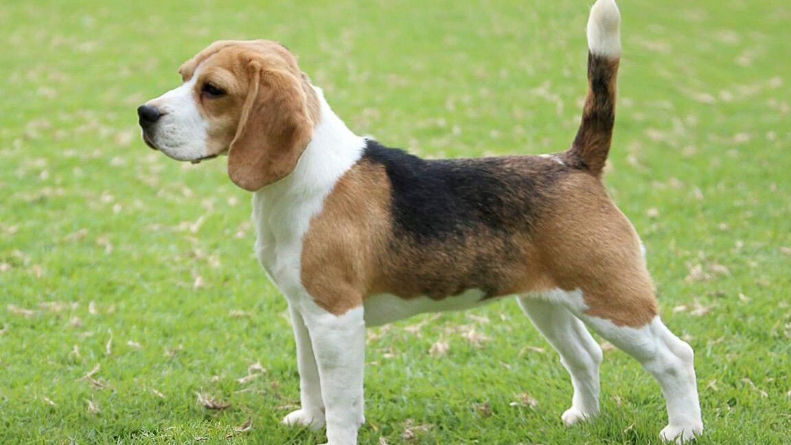 ¿Que Tienen De Especial Los Beagles?