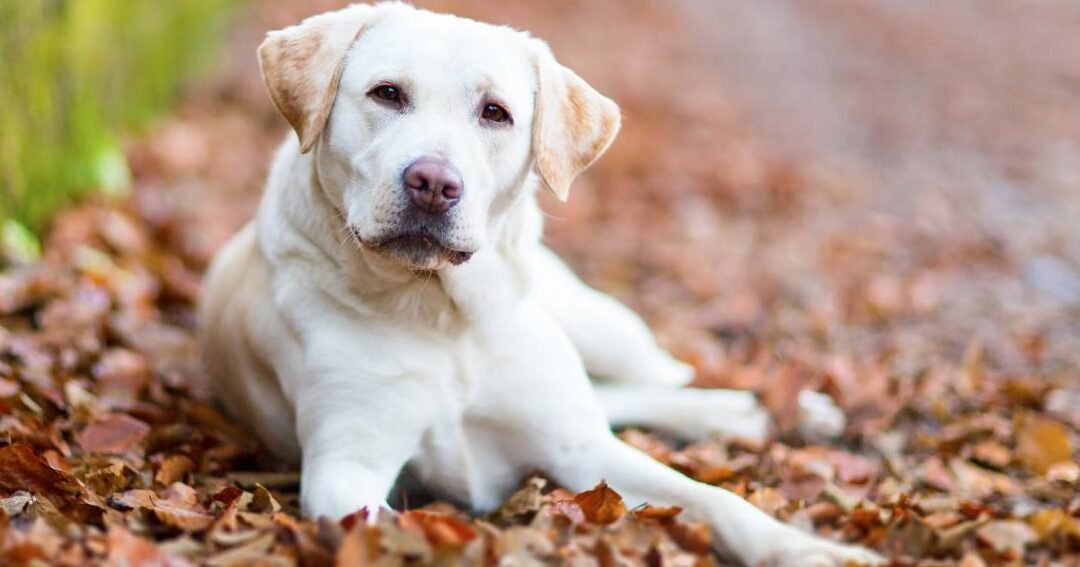 ¿Qué Ventajas Tiene Un Perro Labrador?