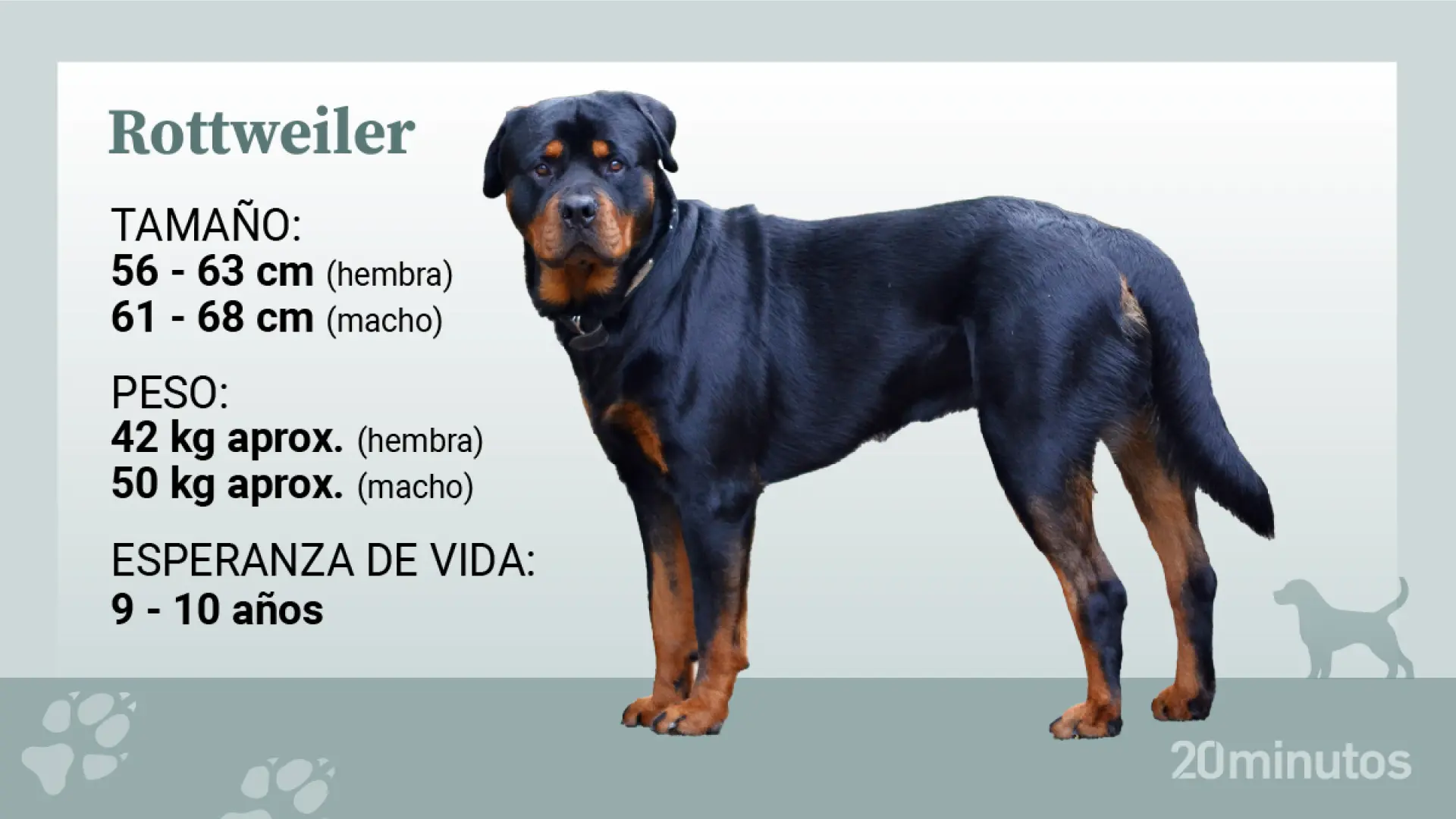 Rottweiler: raza, características y comportamiento