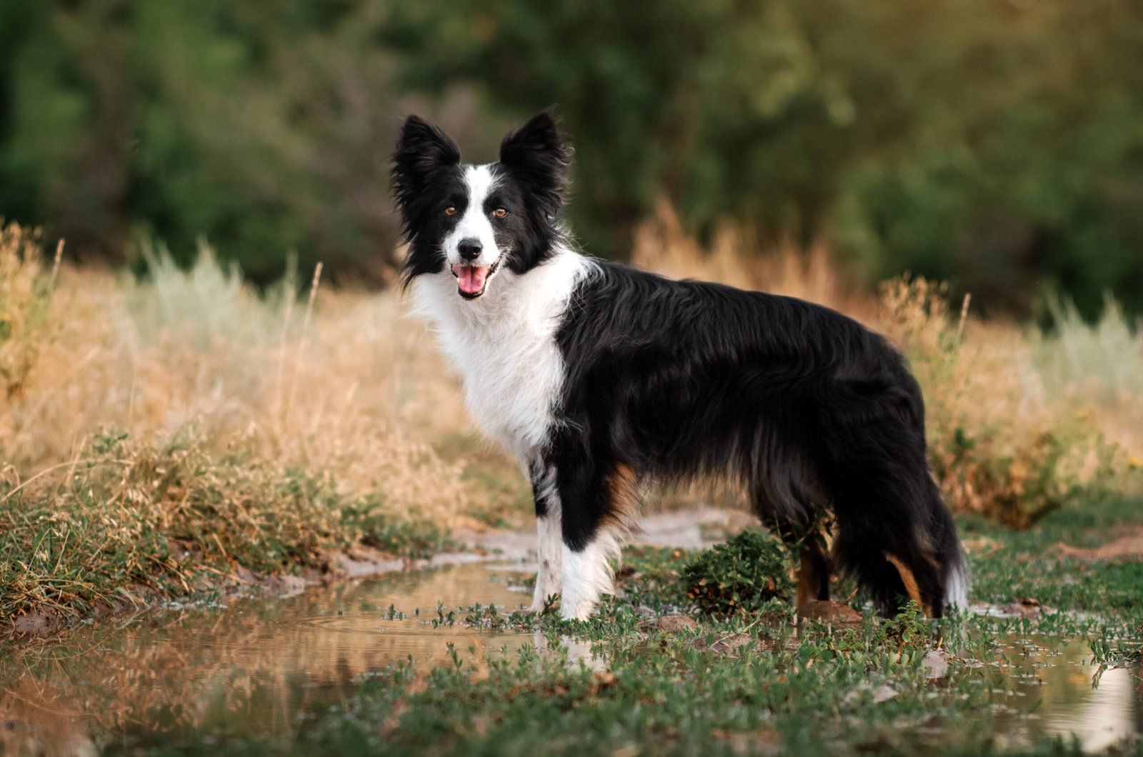 ¿Se Deprimen Los Border Collies?