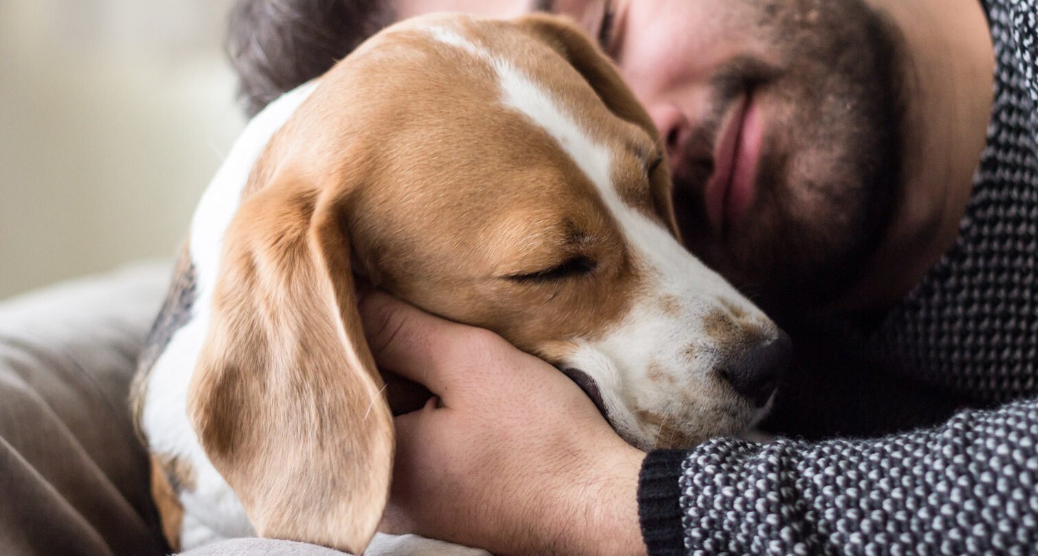 Señales de amor: ¿Cómo saber si tu Beagle realmente te quiere?