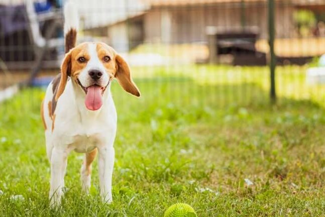 Señales que indican que tu beagle te quiere de verdad