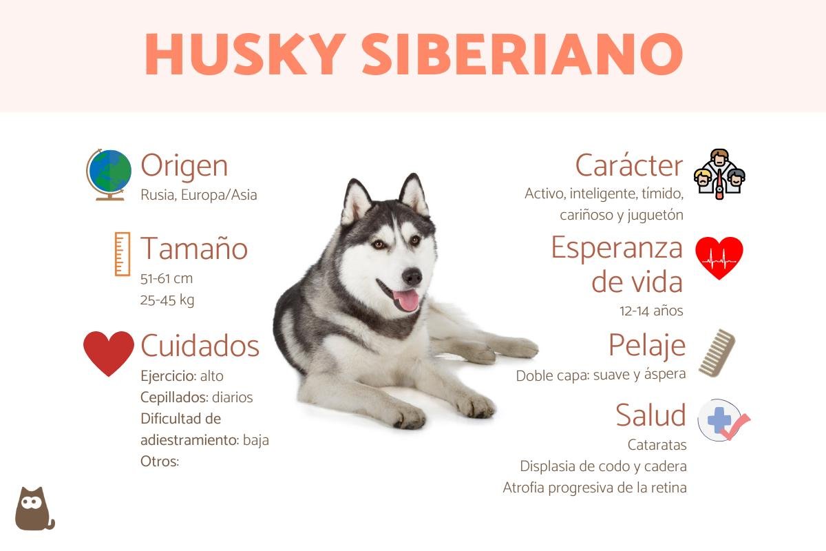Siberian Husky: raza, características y comportamiento