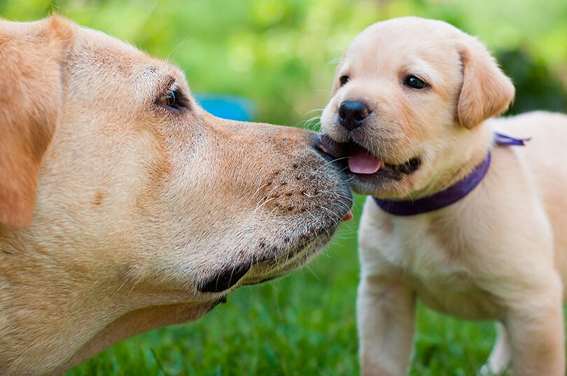 ¿Son Cariñosas Las Labradoras?